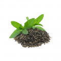 Cardamom