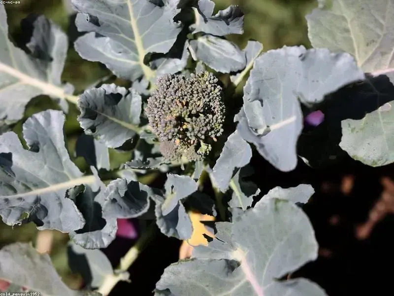IQF Frozen Broccoli Florets