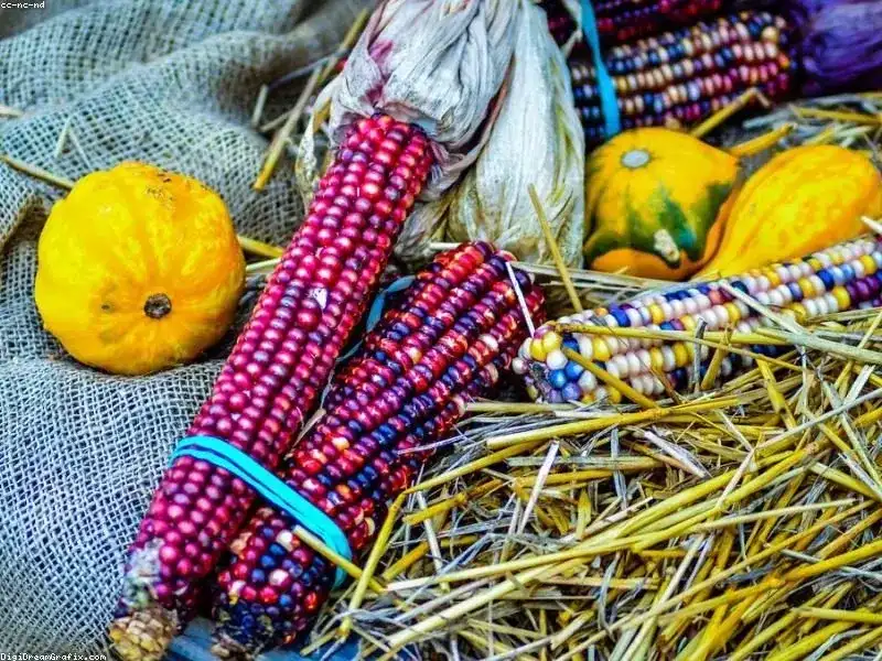 IQF Sweet Corn Kernels